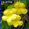 Photo of yellow flowers of invasive cat's claw vine by Forest and Kim Starr, Starr Environmental, Bugwood.org