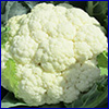 Head of white cauliflower