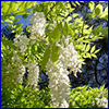 clusters of white flowers hanging like grapes