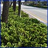 Cocoplum growing as groundcover in a divided street island
