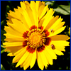 Yellow flower with petals that have jagged edges
