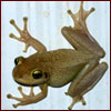 Cuban treefrog