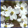 White dogwood flowers