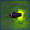A small mostly black firefly on a leaf with a glow emitting from its hindquarters