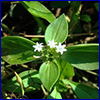 A low growing green plant with fuzzy leaves and small star-shaped white flowers