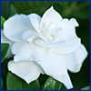 White rose like flower with waxy petals