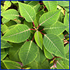 A poinsettia plant in August with all green leaves