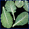 Large green edible leaves on a black background