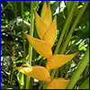 Yellow bracts of tropical plant