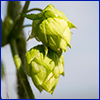 Small green conelike hops