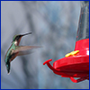 Hummingbird approaching feeder, photo by Annkatrin Rose, cc-by-nc-sa 4.0