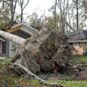 Tree uprooted by storm