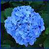 Blue pompom looking flower, photo by Jennifer Sykes