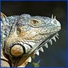 The head of an invasive iguana in profile