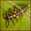 Larva of Olla v nigrum lady beetle