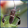 A leaf footed bug with leaf-shaped flaps on its back legs