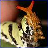 A close look at a lime swallowtail caterpillar rearing up and showing off its fake red horns