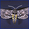 moth with six yellow spots along each side of its body