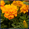 Bright orange frilly marigold flowers