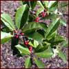 Holly leaves and red berries