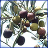 Olives, photo by Jennifer Gillet-Kaufman