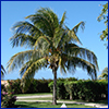Palm tree in home landscape