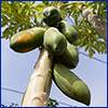 Green papaya on the trunklike stalk of a papaya plant