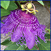 Bright purple fringed flower