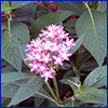 A cluster of small star shaped pink flowers with deep green matte leaves