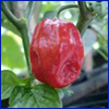Oval red slightly wrinkled pepper on the plant