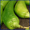 Close view of two pale green anaheim peppers