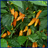 Orange datil peppers on the plant