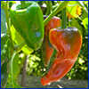 Red and green poblano peppers still on the plant