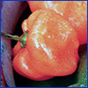 Small orange pumpkin shaped pepper