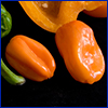 Bright orange small oval peppers on a black background