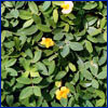green leafy groundcover with a few yellow flowers