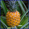 A golden ripe pineapple fruit ready for harvest