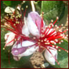 Pineapple guava flower