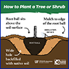 Small version of graphic showing how to plant a shrub
