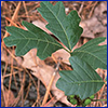 Immature poison oak photo by Larry Korhnak, UF/IFAS