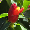 Red cone with tiny yellow flower blooming from its side, on a red button ginger