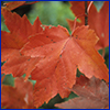 Red maple leaf, photo by John Ruter, University of Georgia, Bugwood.org