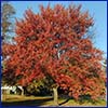 Very large tree covered in red-orange foliage