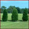 Southern red cedars