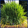 A terra cotta planter full of bright green grass
