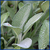 fuzzy green sage leaves