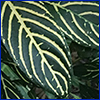 Dark green leaf with bright yellow veins