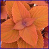 Coleus plant with sunset orange leaves
