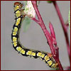 Snowbush caterpillar