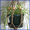 grassy looking plant in pot hanging from a macrame holder